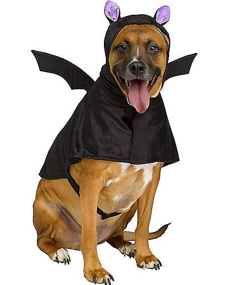 dog in bat costume